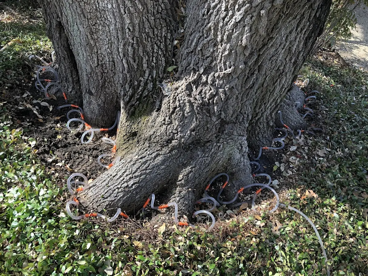 Detailed Tree Cabling and Bracing job site in Kapaa
