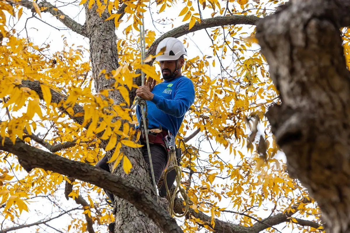 Skilled Tree Planing crew working in Kapaa